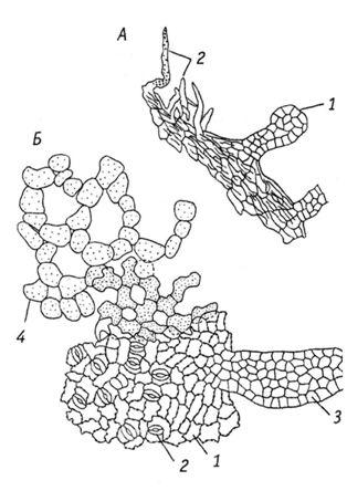 Брусника - Vaccinium vitis-idaea L - student2.ru