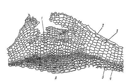 цитология, гистология и анатомия растений 1 страница - student2.ru