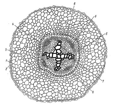 цитология, гистология и анатомия растений 2 страница - student2.ru