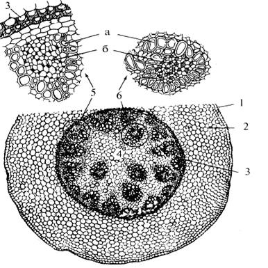 цитология, гистология и анатомия растений 2 страница - student2.ru