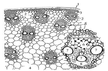цитология, гистология и анатомия растений 2 страница - student2.ru