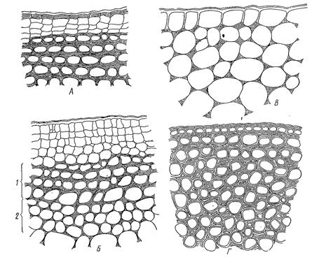 цитология, гистология и анатомия растений 2 страница - student2.ru