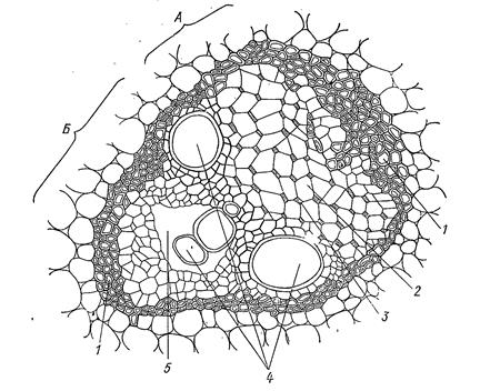 цитология, гистология и анатомия растений 2 страница - student2.ru