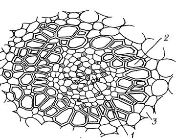цитология, гистология и анатомия растений 2 страница - student2.ru