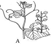 цитология, гистология и анатомия растений 3 страница - student2.ru