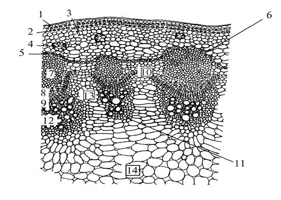 цитология, гистология и анатомия растений 3 страница - student2.ru