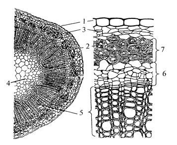 цитология, гистология и анатомия растений 3 страница - student2.ru