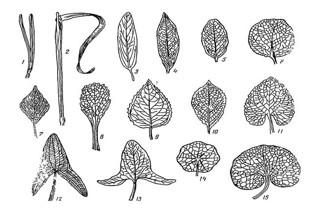 цитология, гистология и анатомия растений 4 страница - student2.ru