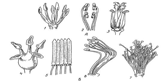 цитология, гистология и анатомия растений 4 страница - student2.ru