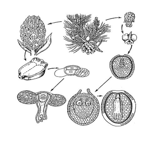 цитология, гистология и анатомия растений 6 страница - student2.ru