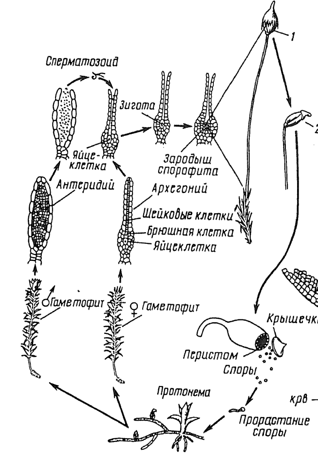 Особенности цикла развития моховидных. Цикл мхов схема. Цикл развития сфагнума схема.