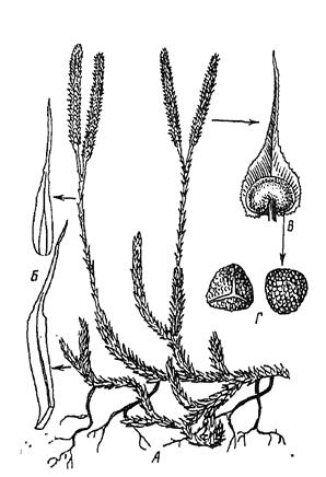 цитология, гистология и анатомия растений 6 страница - student2.ru