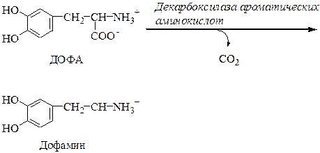 Декарбоксилирование аминокислот - student2.ru