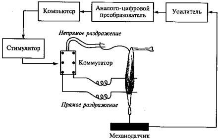 Е практическое занятие. ФИЗИОЛОГИЧЕСКИЕ СВОЙСТВА СКЕЛЕТНЫХ И ГЛАДКИХ МЫШЦ - student2.ru