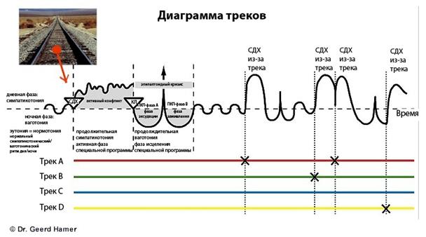 Если для разрешения конфликта требуется больше органической ткани, в соответствующем органе происходит размножение клеток и прирост ткани органа. - student2.ru