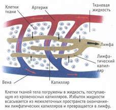 если мозгу нужна помощь - student2.ru