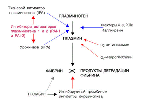 Фибринолитическая и противосвертывающая системы крови - student2.ru