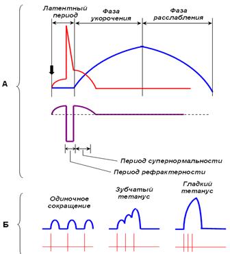 Физиологические свойства мышц. Типы мышечных сокращений. Одиночное мышечное сокращение и его фазы. Тетанус, факторы, влияющие на его величину. Оптимум и пессимум - student2.ru