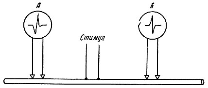 Физиологические свойства нервных волокон. Мякотные и безмякотные нервные волокна - student2.ru