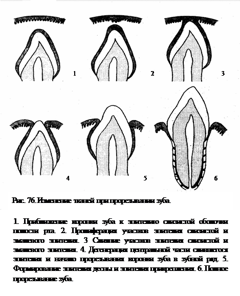 Физиологическое прорезывание временных и постоянных зубов - student2.ru