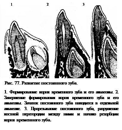 Физиологическое прорезывание временных и постоянных зубов - student2.ru