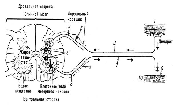 Физиология центральной нервной системы - student2.ru