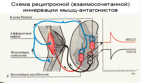 Физиология центральной нервной системы - student2.ru