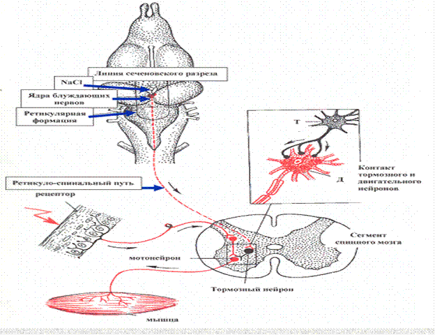 Физиология центральной нервной системы - student2.ru