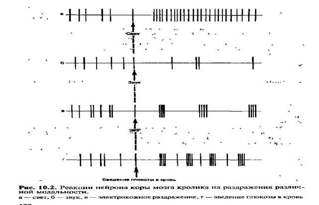 Физиология центральной нервной системы - student2.ru