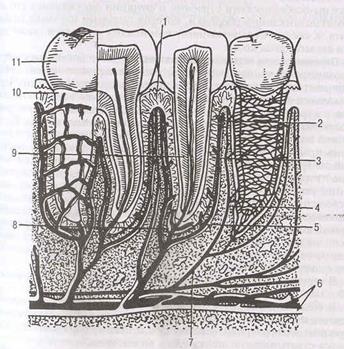 физиология зубов и пародонта - student2.ru