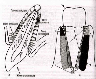 физиология зубов и пародонта - student2.ru