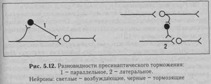 функции центральной нервной системы - student2.ru