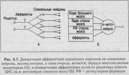 функции центральной нервной системы - student2.ru