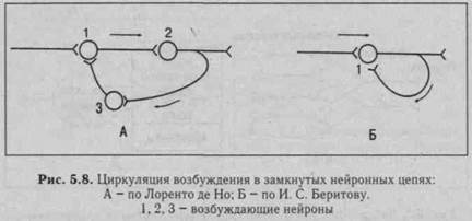 функции центральной нервной системы - student2.ru