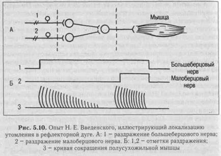 функции центральной нервной системы - student2.ru