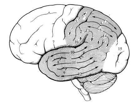 Функции промежуточного мозга - student2.ru