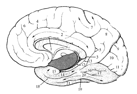 Функции промежуточного мозга - student2.ru