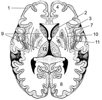 Функции промежуточного мозга - student2.ru