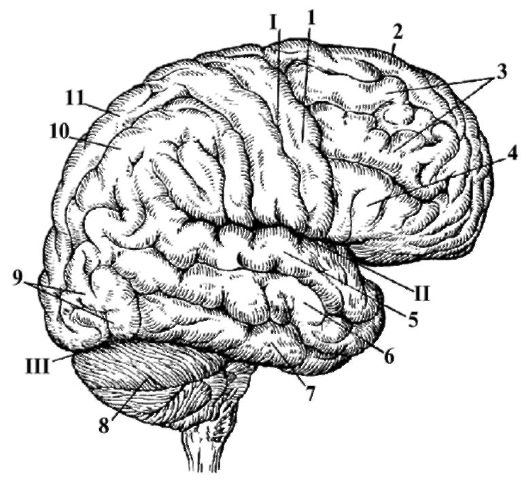 функциональная анатомия головного мозга - student2.ru