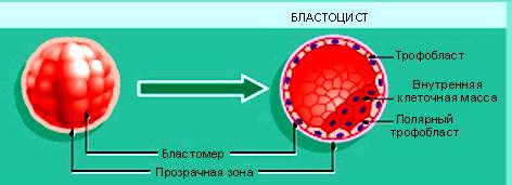 Функциональная система мать — плод - student2.ru