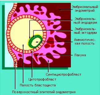 Функциональная система мать — плод - student2.ru