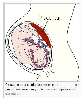 Функциональная система мать — плод - student2.ru