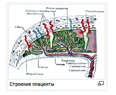 Функциональная система мать — плод - student2.ru