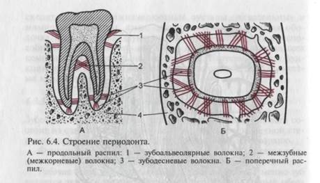 Функциональные элементы зубочелюстной системы - student2.ru