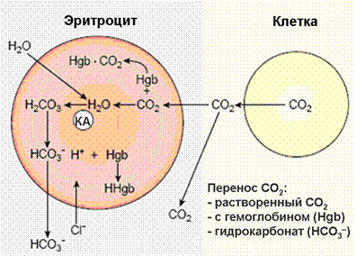 Гемоглобиновая буферная система. - student2.ru