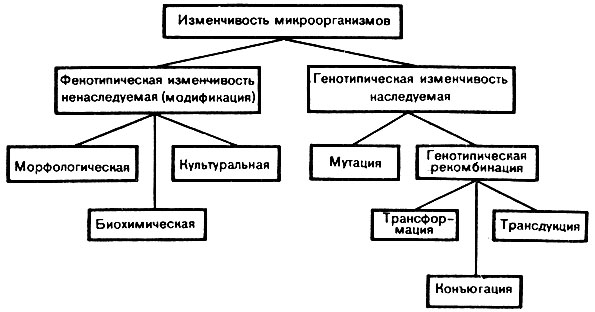 Генотипическая (наследуемая) изменчивость - student2.ru