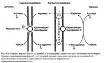 Гликолипиды, общая формула. Роль в составе мембран. - student2.ru