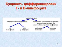 Иммунная система организма человека. - student2.ru