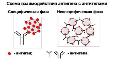 иммуномикробиологические исследования - student2.ru