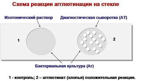 иммуномикробиологические исследования - student2.ru